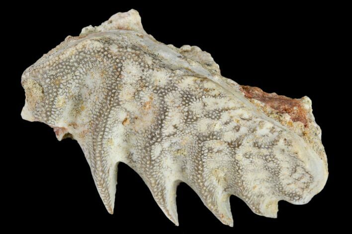 Cretaceous Lungfish (Ceratodus) Tooth Plate - Morocco #115271